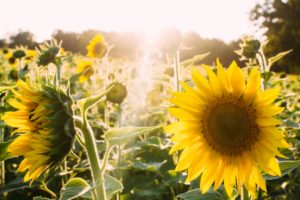 sunflower field