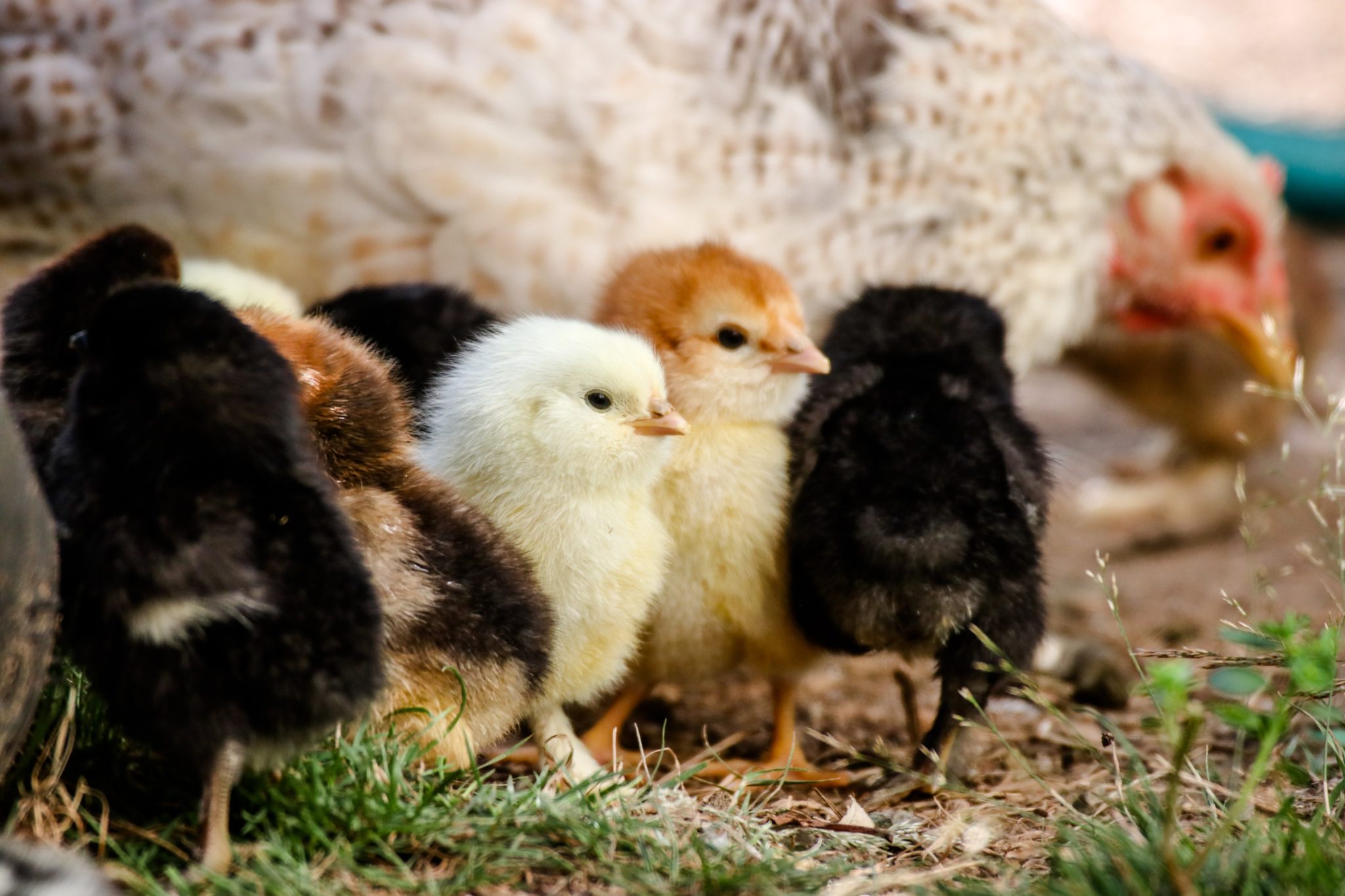 photo showing a variety of chick breeds and adult hen in background