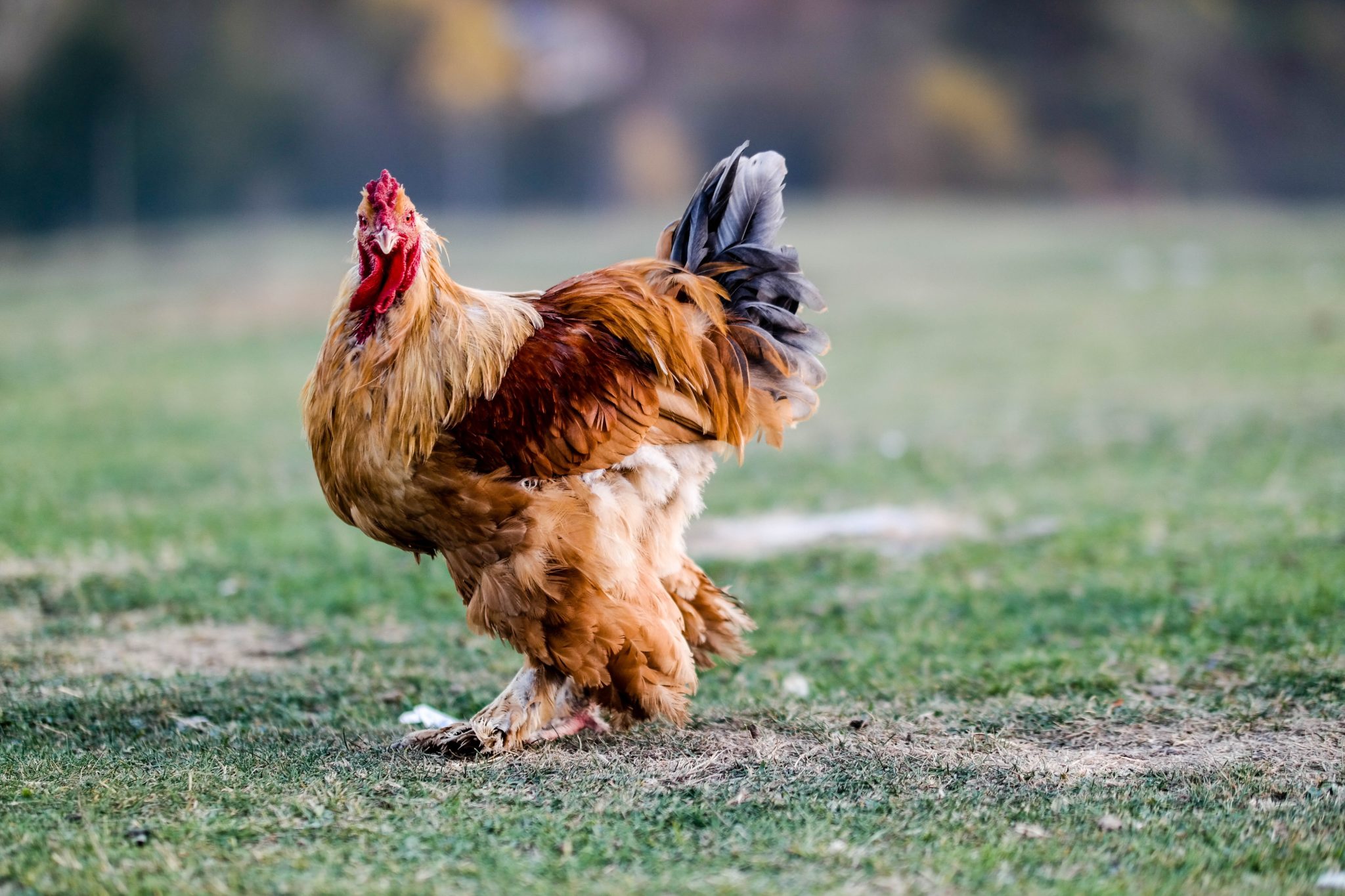 photo of a free range rooster